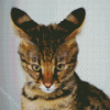 Savannah Cat Pet diamond painting