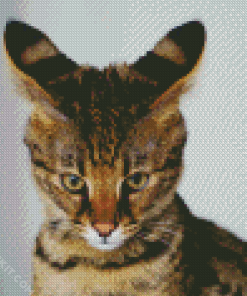 Savannah Cat Pet diamond painting