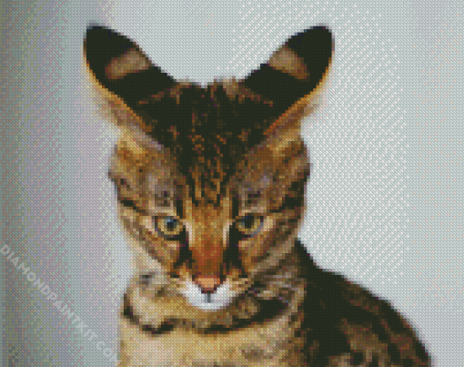 Savannah Cat Pet diamond painting