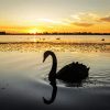 Swan Bird Silhouette diamond painting