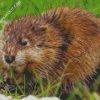 The Muskrat Rodent diamond painting