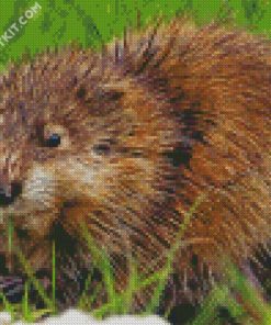 The Muskrat Rodent diamond painting