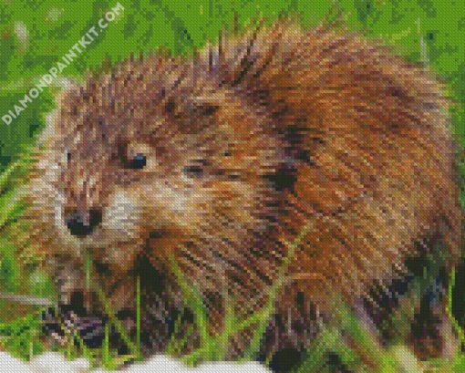 The Muskrat Rodent diamond painting