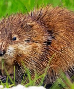 The Muskrat Rodent diamond painting