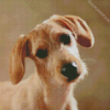 Beige Doxie Daschsund diamond painting