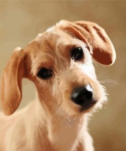 Beige Doxie Daschsund diamond painting