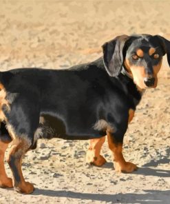 Black Doxie Daschsund Dog diamond painting