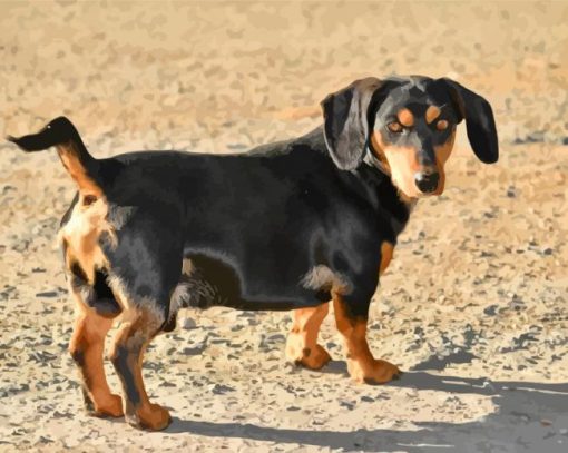 Black Doxie Daschsund Dog diamond painting