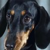 Black Doxie Daschsund Head diamond painting