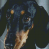 Black Doxie Daschsund Head diamond painting