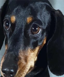 Black Doxie Daschsund Head diamond painting