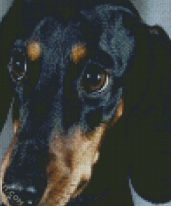 Black Doxie Daschsund Head diamond painting