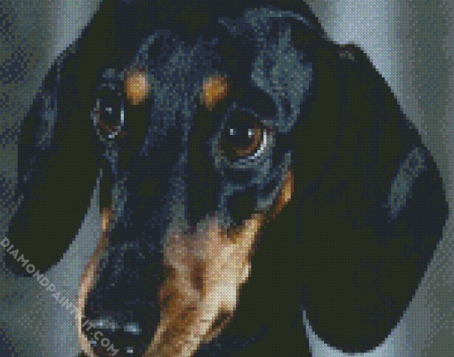 Black Doxie Daschsund Head diamond painting