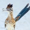 Blue Tailed Roadrunner diamond painting