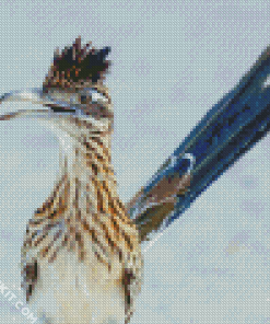 Blue Tailed Roadrunner diamond painting