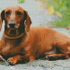 Brown Doxie Daschsund diamond painting