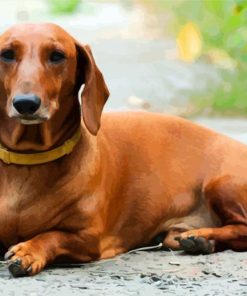 Brown Doxie Daschsund diamond painting