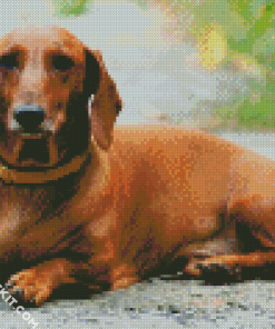 Brown Doxie Daschsund diamond painting