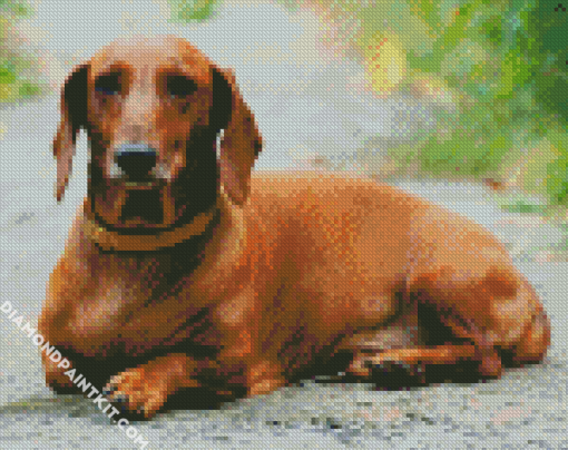 Brown Doxie Daschsund diamond painting