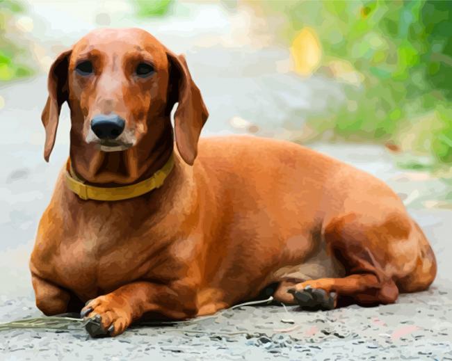 Brown Doxie Daschsund diamond painting