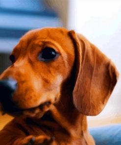 Brown Doxie Daschsund Head diamond painting