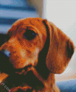 Brown Doxie Daschsund Head diamond painting