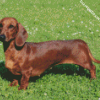 Brown Dog Doxie Daschsund diamond painting