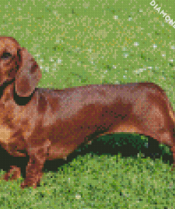 Brown Dog Doxie Daschsund diamond painting