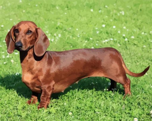 Brown Dog Doxie Daschsund diamond painting