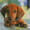 Brown Puppy Doxie Daschsund diamond painting