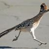 Chaparral Roadrunner Bird diamond painting