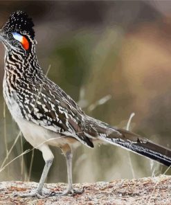 Chaparral Roadrunner diamond painting