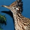 Chaparral Roadrunner Head diamond painting