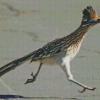 Chaparral Roadrunner Bird diamond painting