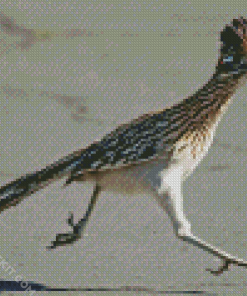 Chaparral Roadrunner Bird diamond painting