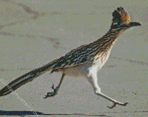 Chaparral Roadrunner Bird diamond painting