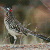 Chaparral Roadrunner diamond painting