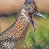 Close Up Roadrunner Bird diamond painting