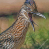 Close Up Roadrunner Bird diamond painting