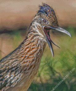 Close Up Roadrunner Bird diamond painting