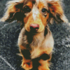 Cute Doxie Daschsund diamond painting