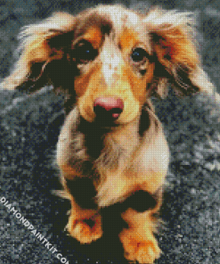 Cute Doxie Daschsund diamond painting