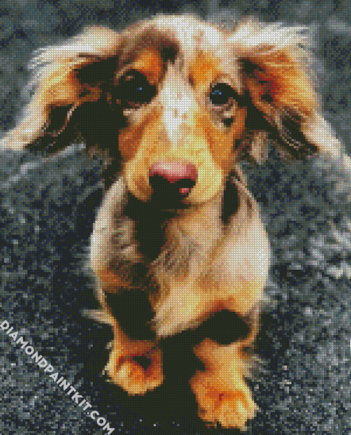 Cute Doxie Daschsund diamond painting