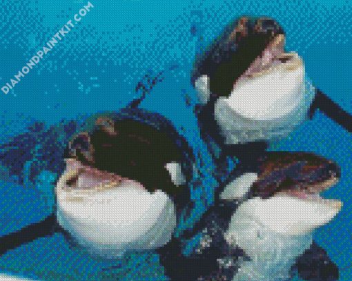 Cute Orcas diamond painting