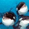 Cute Orcas diamond painting