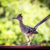 Road Runner Bird Animal diamond painting