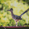 Road Runner Bird Animal diamond painting