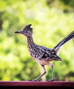 Road Runner Bird Animal diamond painting