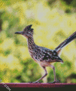 Road Runner Bird Animal diamond painting