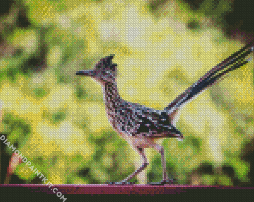 Road Runner Bird Animal diamond painting